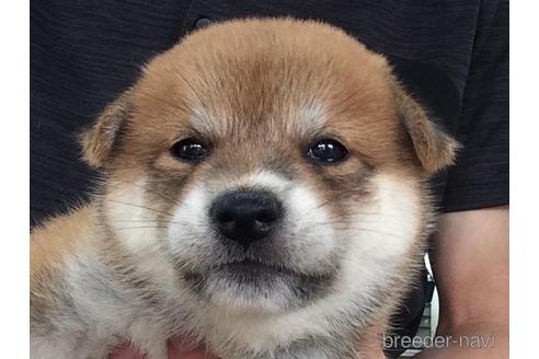 成約済の山口県の柴犬-197204の1枚目